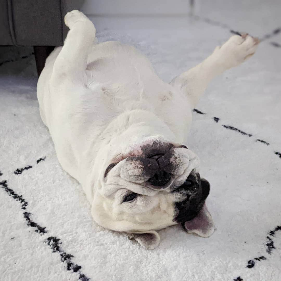 Manny The Frenchieのインスタグラム：「Trying to blend in with the rug 😜」