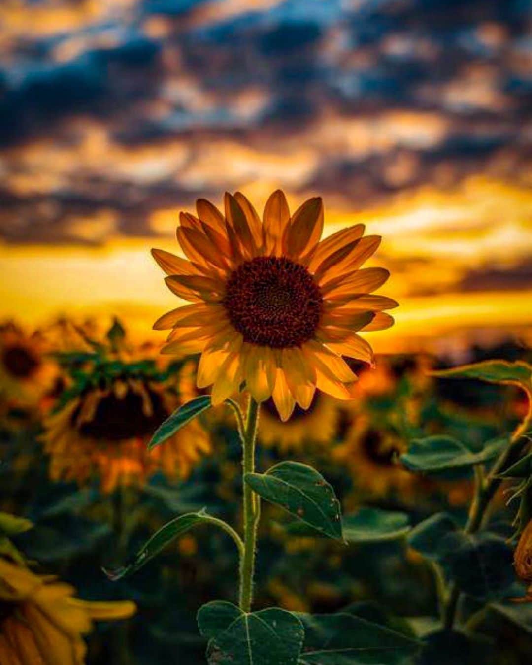 𝑵𝑶𝑹𝑰𝑲𝑶のインスタグラム：「. love sunflowers🌻  優しくて、いつも笑ってるみたいな 向日葵が大好き☺︎  #sunflower#🌻」