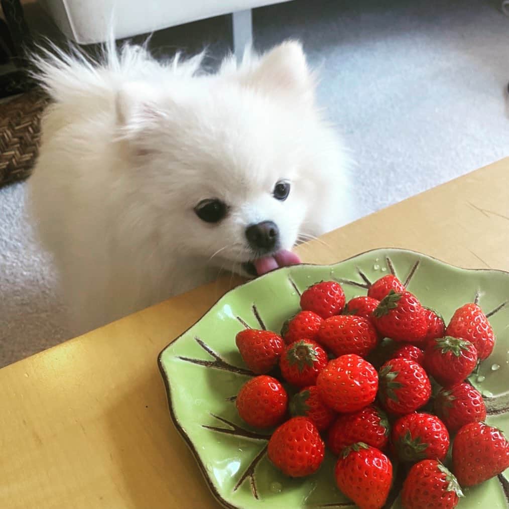 戸田昭吾のインスタグラム：「食べようと思えば食べられるのに食べない子。犬にとってイチゴは消化がよいとはいえないそうです。このあと、茹でたキャベツをイチゴと偽って与えました。 #ポメラニアン」