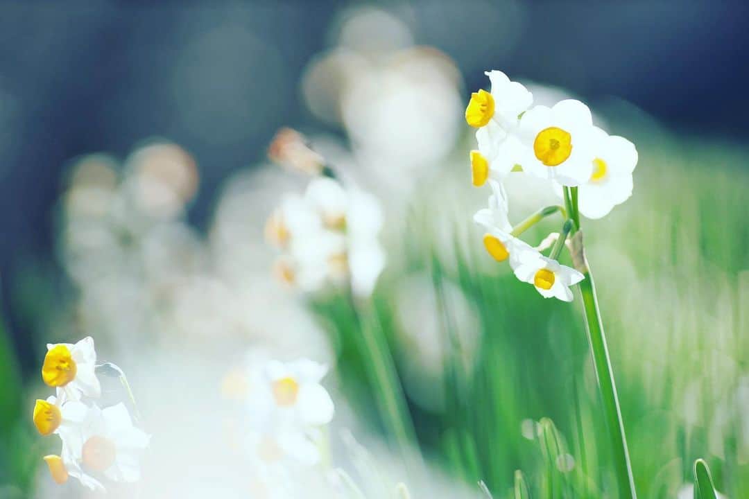 kiccyomuのインスタグラム：「☀️ 2021.02.11 Thu 🎌 #心に花を #水仙 ピークは過ぎてたけど… 綺麗に咲いてるお花も… 香りにも癒されます😊  のんびり☕️ お休みの日☀️ 今日も元気に🤗  location #千葉 #鋸南町 📷撮影 2021年2月6日」