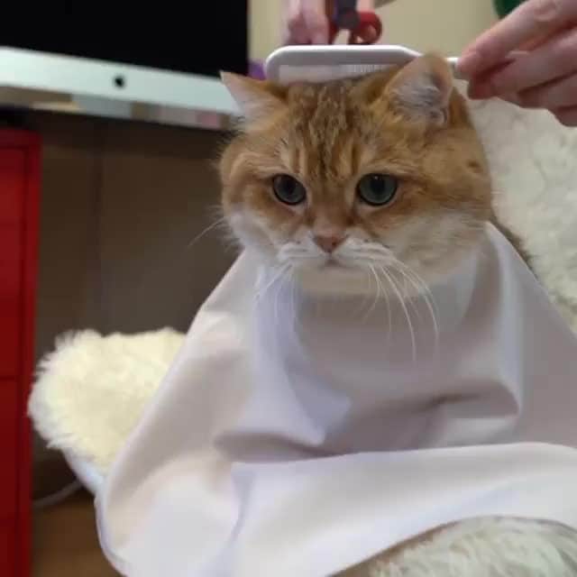 のインスタグラム：「From @hosico_cat: “How beautiful to comb a cat 🐈” #catsofinstagram ⁠ ⁠」