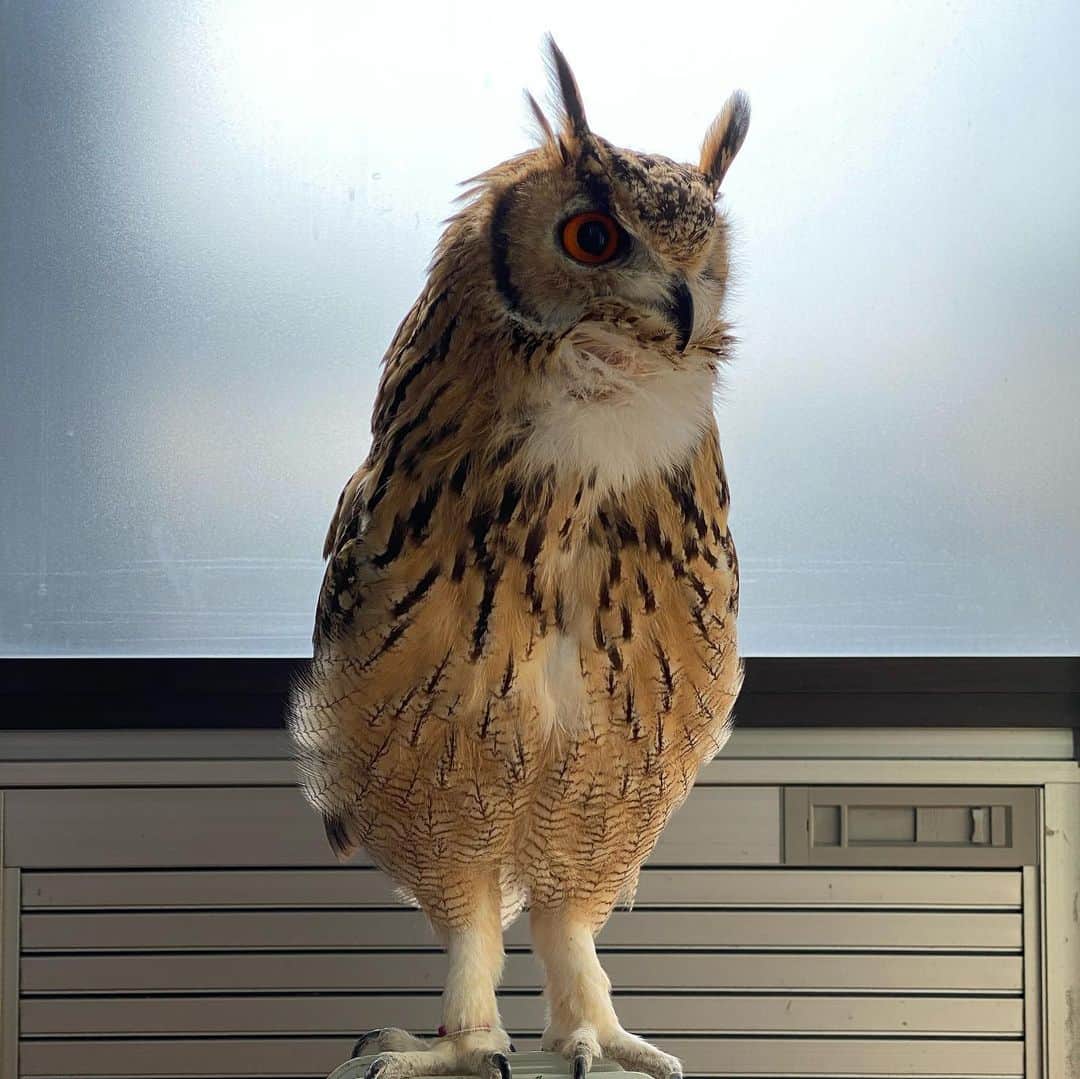 GEN3 Owlさんのインスタグラム写真 - (GEN3 OwlInstagram)「意外と寒さに強いんだよ。 逆に暑いのは苦手🥵  Garu is OK if it's a little cold, but not good at hot.  #owl #owlgaru #フクロウ」2月11日 10時49分 - genz64