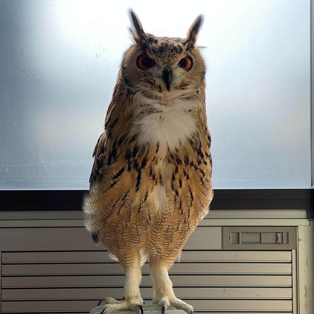 GEN3 Owlのインスタグラム：「意外と寒さに強いんだよ。 逆に暑いのは苦手🥵  Garu is OK if it's a little cold, but not good at hot.  #owl #owlgaru #フクロウ」