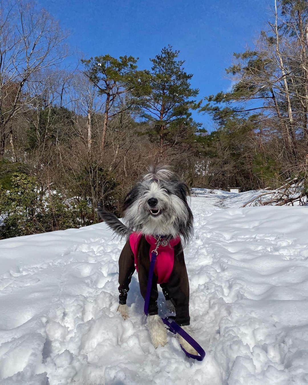 kei515yuさんのインスタグラム写真 - (kei515yuInstagram)「昨日は初めての本格的な雪遊びに行ってきました。 とっても楽しかったようです。 場所を教えてくれたお友達もありがとう😊 海水浴はあまり喜ばなかったけれど、雪は大喜び。 やっぱり山犬なんだろうなぁ。 また行こうね。 写真をたくさん撮ったのでまずは1人編。  #ビアデッドコリー #ビアディ #beardedcollie #akaribeardie #beardie #beardedcolliesofinstagram #puppydog #puppygram  #petscorner #insta_animal #dog_ofinstagram #insta_dogs #igdog #topdogphoto #repost_ezyjp #weeklyfluff #dog_features #excellent_dogs #pecoいぬ部」2月11日 10時52分 - kei515yu