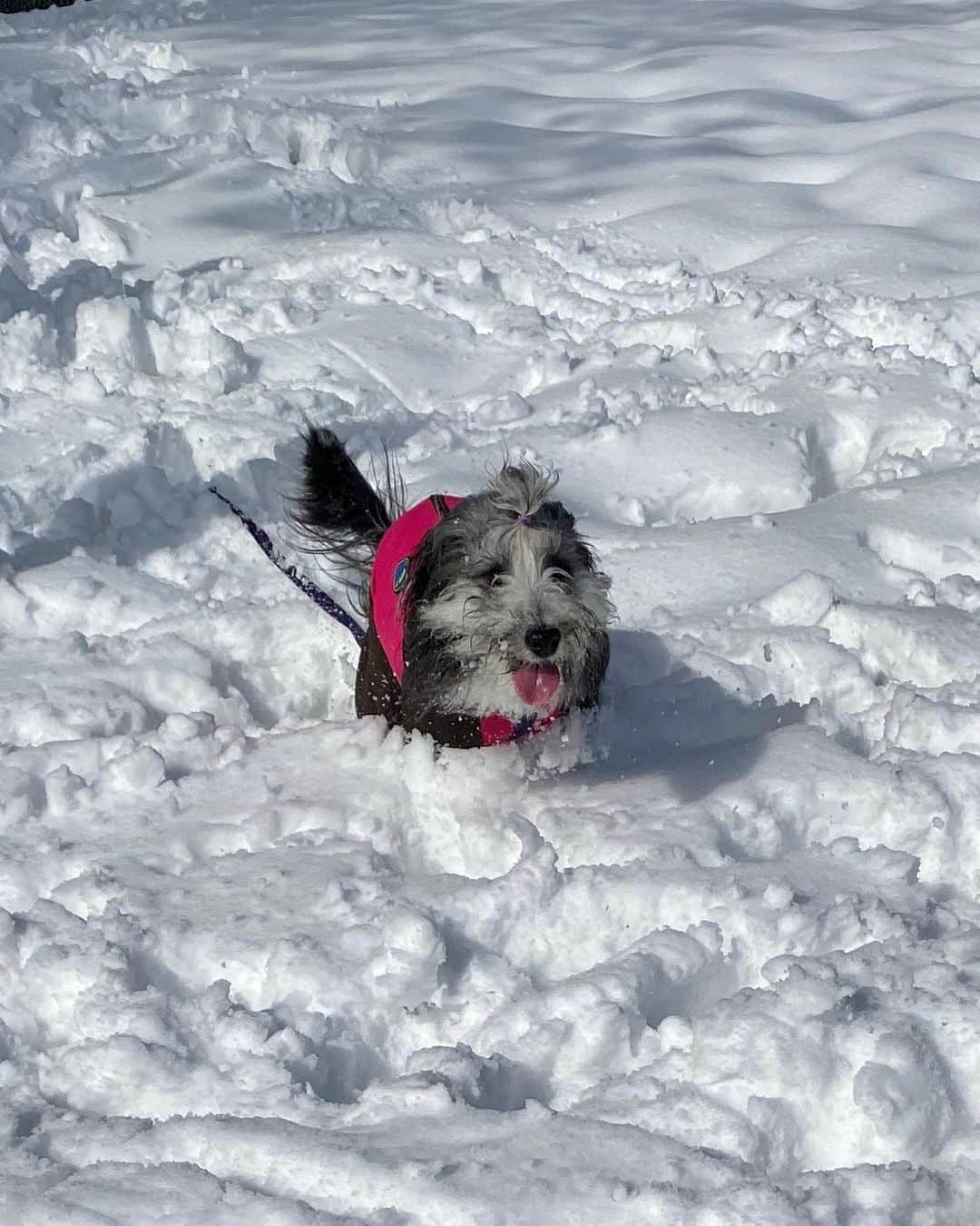 kei515yuさんのインスタグラム写真 - (kei515yuInstagram)「昨日は初めての本格的な雪遊びに行ってきました。 とっても楽しかったようです。 場所を教えてくれたお友達もありがとう😊 海水浴はあまり喜ばなかったけれど、雪は大喜び。 やっぱり山犬なんだろうなぁ。 また行こうね。 写真をたくさん撮ったのでまずは1人編。  #ビアデッドコリー #ビアディ #beardedcollie #akaribeardie #beardie #beardedcolliesofinstagram #puppydog #puppygram  #petscorner #insta_animal #dog_ofinstagram #insta_dogs #igdog #topdogphoto #repost_ezyjp #weeklyfluff #dog_features #excellent_dogs #pecoいぬ部」2月11日 10時52分 - kei515yu