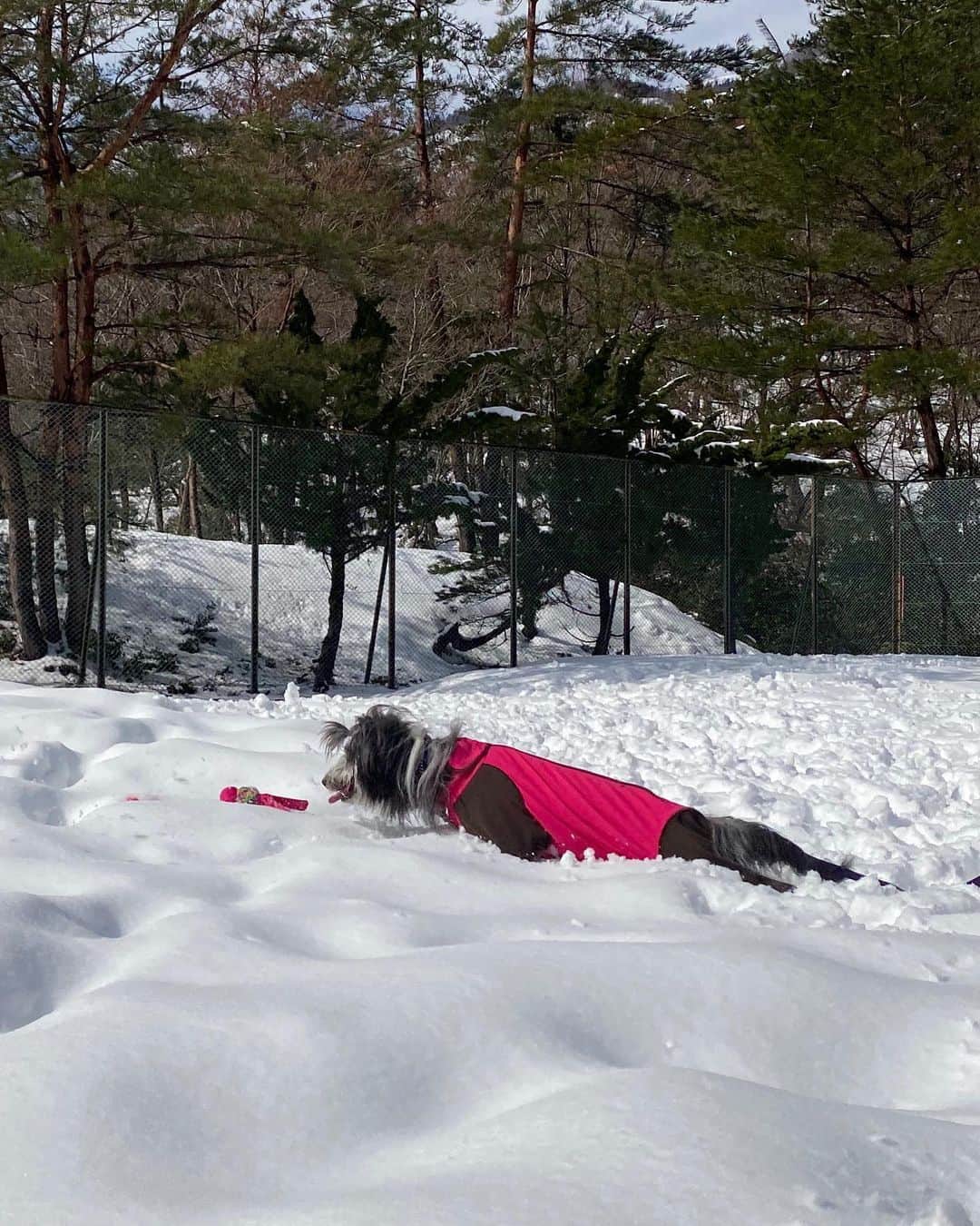 kei515yuさんのインスタグラム写真 - (kei515yuInstagram)「昨日は初めての本格的な雪遊びに行ってきました。 とっても楽しかったようです。 場所を教えてくれたお友達もありがとう😊 海水浴はあまり喜ばなかったけれど、雪は大喜び。 やっぱり山犬なんだろうなぁ。 また行こうね。 写真をたくさん撮ったのでまずは1人編。  #ビアデッドコリー #ビアディ #beardedcollie #akaribeardie #beardie #beardedcolliesofinstagram #puppydog #puppygram  #petscorner #insta_animal #dog_ofinstagram #insta_dogs #igdog #topdogphoto #repost_ezyjp #weeklyfluff #dog_features #excellent_dogs #pecoいぬ部」2月11日 10時52分 - kei515yu