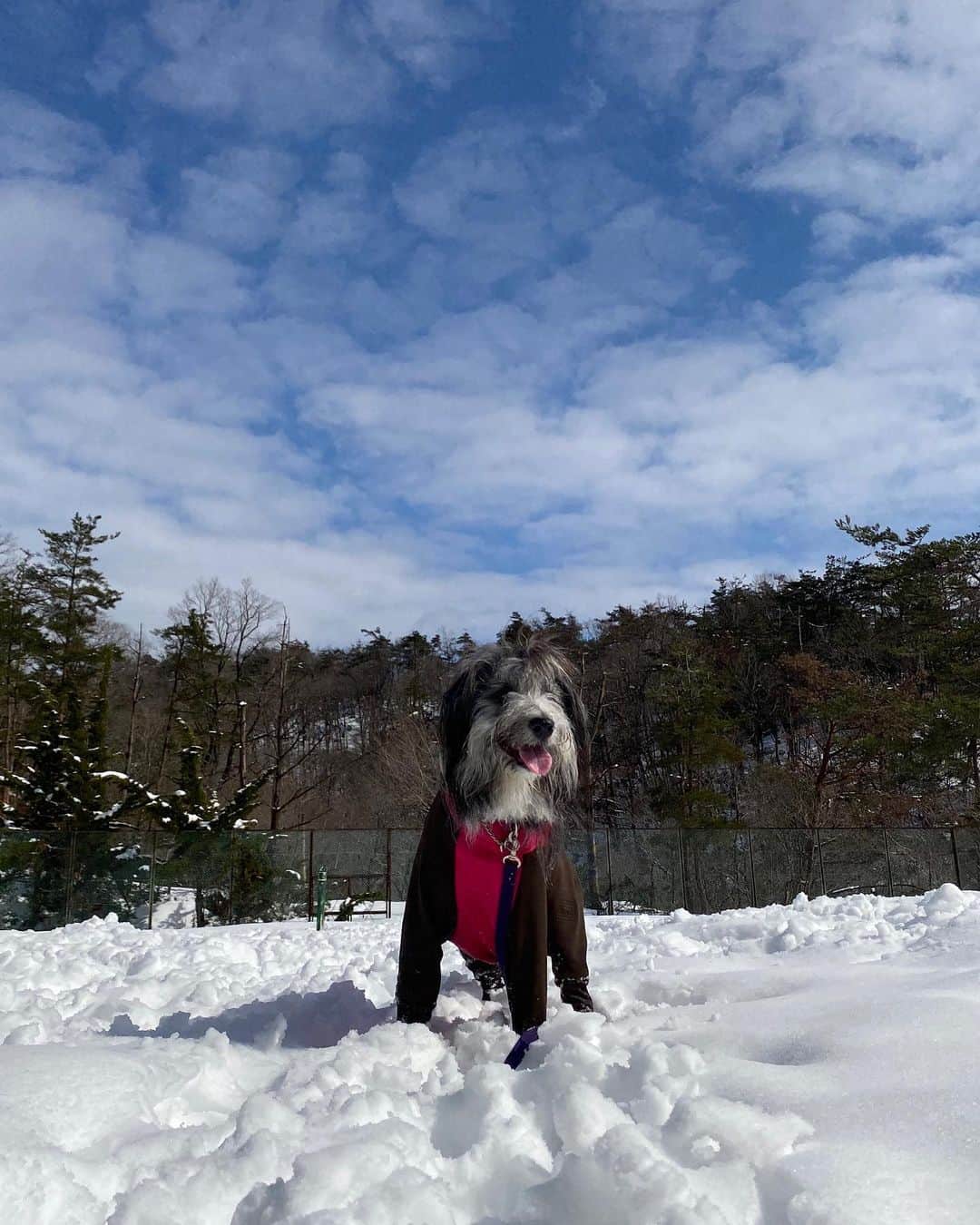 kei515yuさんのインスタグラム写真 - (kei515yuInstagram)「昨日は初めての本格的な雪遊びに行ってきました。 とっても楽しかったようです。 場所を教えてくれたお友達もありがとう😊 海水浴はあまり喜ばなかったけれど、雪は大喜び。 やっぱり山犬なんだろうなぁ。 また行こうね。 写真をたくさん撮ったのでまずは1人編。  #ビアデッドコリー #ビアディ #beardedcollie #akaribeardie #beardie #beardedcolliesofinstagram #puppydog #puppygram  #petscorner #insta_animal #dog_ofinstagram #insta_dogs #igdog #topdogphoto #repost_ezyjp #weeklyfluff #dog_features #excellent_dogs #pecoいぬ部」2月11日 10時52分 - kei515yu