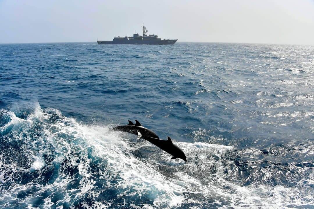海上自衛隊さんのインスタグラム写真 - (海上自衛隊Instagram)「【#バーチャル世界一周】 アラビア海を行く練習艦に、かわいいお客様が！ 本日はイルカ達の写真をお贈りします。  #海上自衛隊  #交流  #笑顔  #海外  #イルカ  #カモメ」2月11日 11時00分 - jmsdf_pr