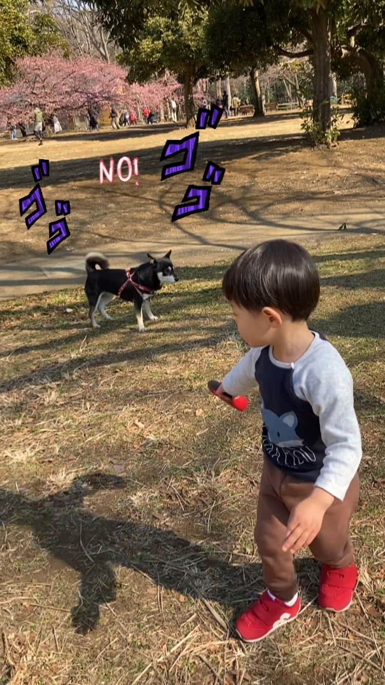 vo_coのインスタグラム：「だが断る！  こたちゃんの能力 “テコでも動かぬ！”を発動した！  #JOJO好き #こたつとぼくちゃん  #shibastagram #instashiba #shiba #shibainu #黒柴 #柴犬」