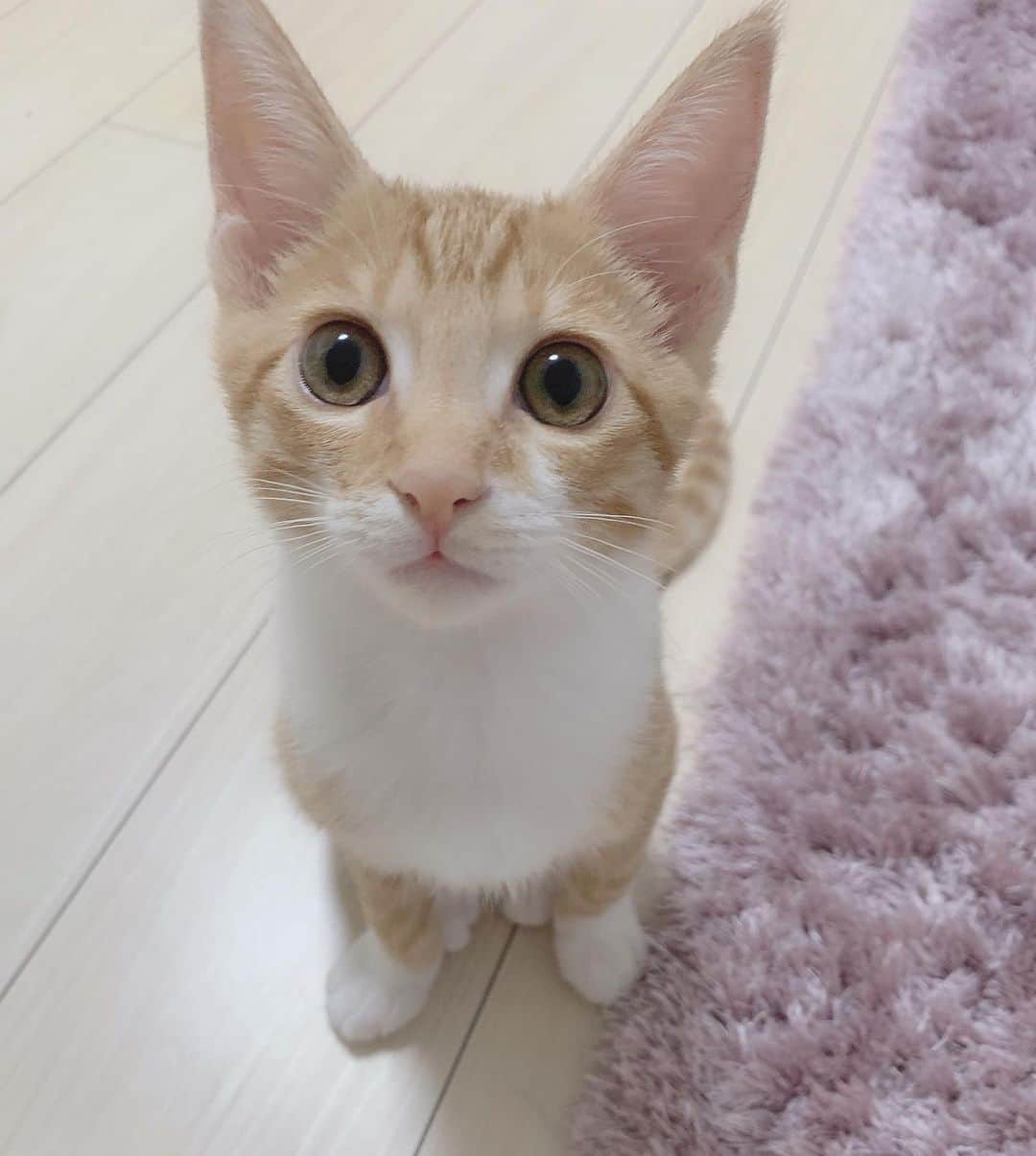 高木悠未のインスタグラム：「お昼の癒しをお届け〜 飼い主に似て可愛いっちゃん(？) 🤭  #猫　#猫好き #猫のいる暮らし #ねこ好き　 #ねこ #ねこすたぐらむ #ねこ部」