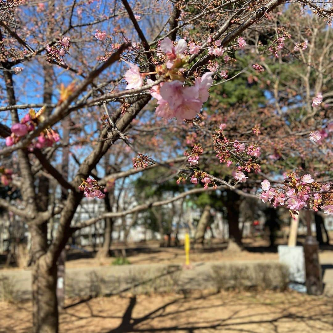 田村亮さんのインスタグラム写真 - (田村亮Instagram)「もう、梅が🌸 #ランニング #犬散歩 #時々走る程度 #梅が咲いてたら写真撮るおじさん #冬は犬に服を着せるおじさん #犬のフン背負って普通の顔おじさん」2月11日 11時23分 - ryo_tamura7