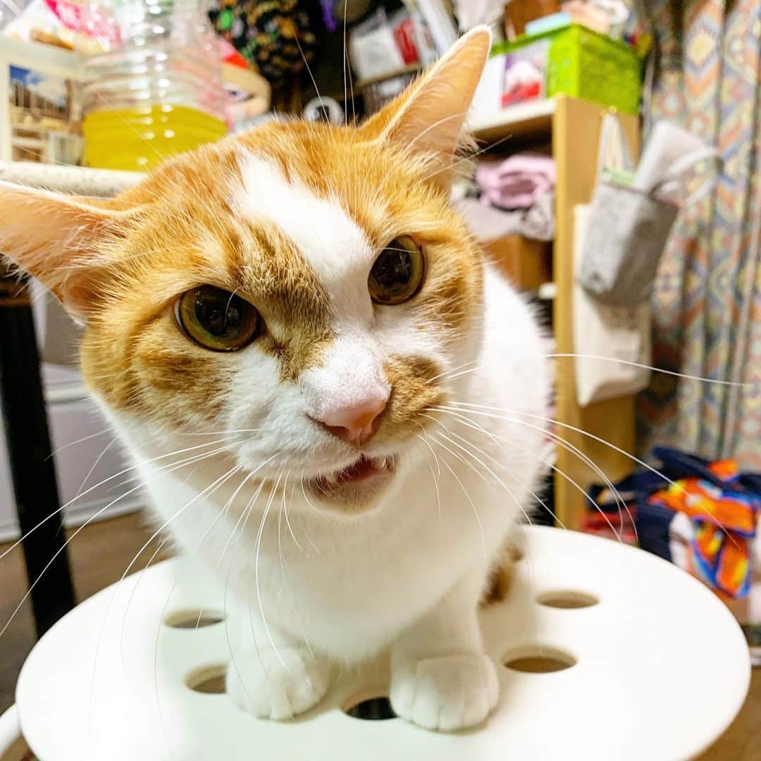 Kachimo Yoshimatsuさんのインスタグラム写真 - (Kachimo YoshimatsuInstagram)「ココちゃんの接近にビビっております。 #うちの猫ら #oinari #cocoa #猫 #ねこ #cat #ネコ #catstagram #ネコ部 http://kachimo.exblog.jp」2月11日 11時51分 - kachimo