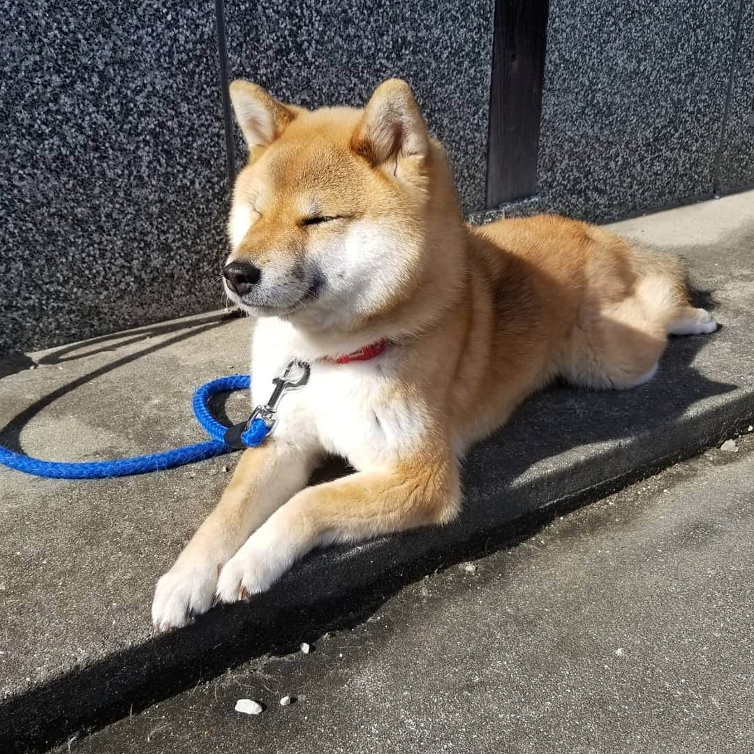 柴犬たま Shibainu Tamaのインスタグラム