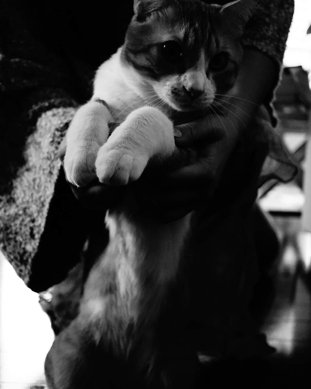 RUBYのインスタグラム：「おMameさん✌🏽🤍📸  #cat #猫」