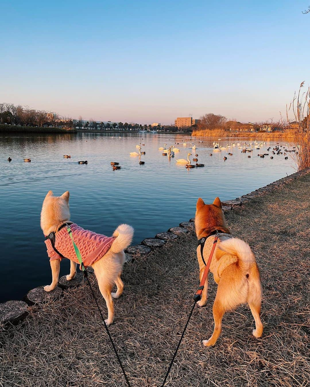 木佐貫まやさんのインスタグラム写真 - (木佐貫まやInstagram)「Spring is coming 🤫🤍✨  お散歩大好きなとらくんすずちゃん  私の地元に帰った時の写真。  とらくん明日で一歳かあ〜。 はやいなあ。大きくなったなあ。」2月11日 12時23分 - maaayaofficial