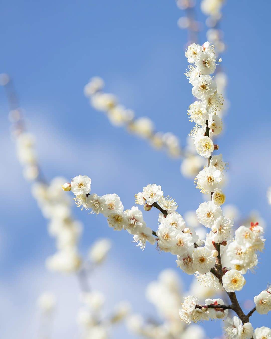 のインスタグラム：「Plum blossoms  Lens: SONY SEL100400GM  1/800 F5.6 ISO 250 このレンズの何がいいのか？ と聞かれたらボケが美しい、 これを真っ先にあげる。 自分だけの狭い画角を見つけられ、 撮影が最も楽しいレンズである。 春はもうそこまで、、」