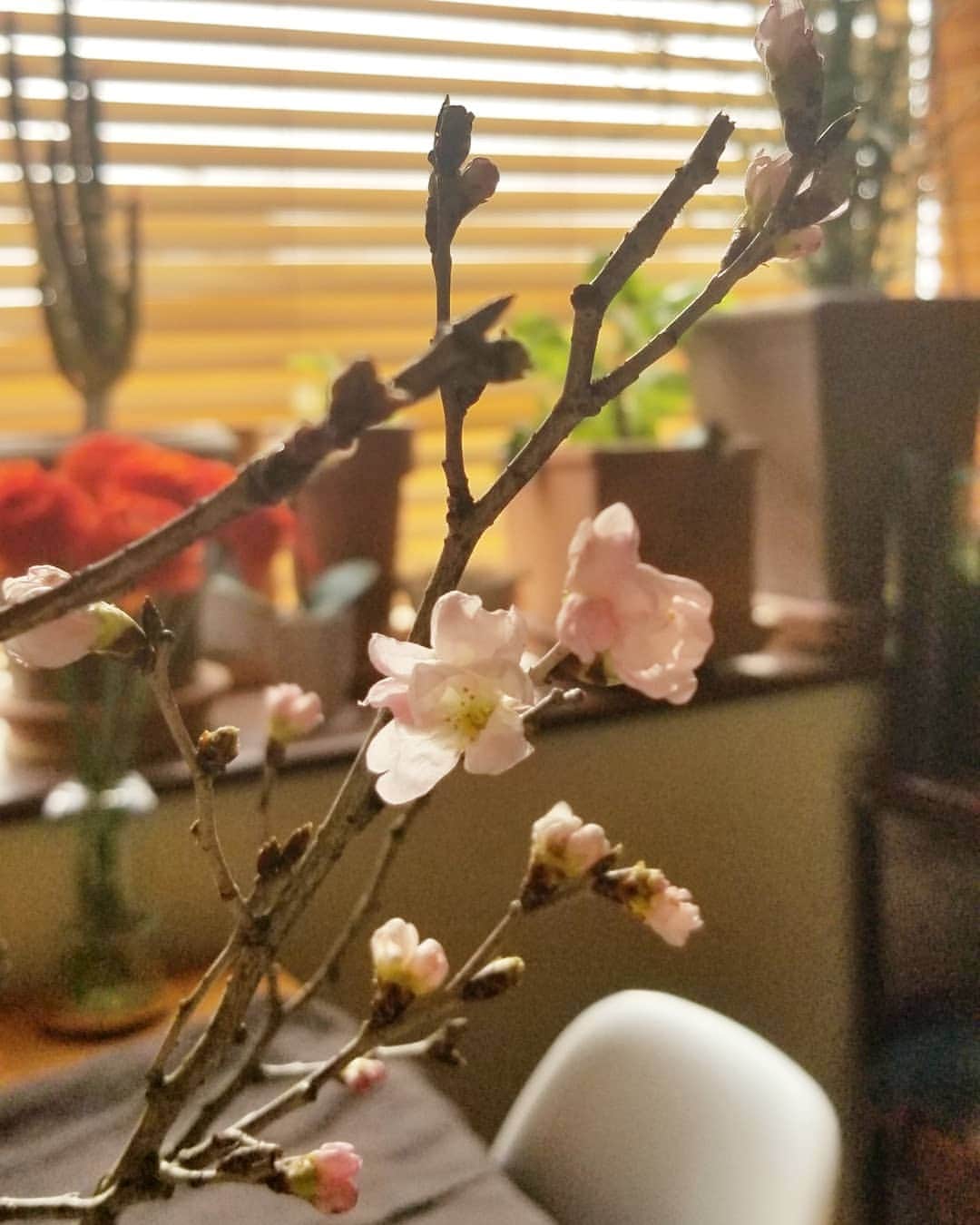 クマモトタツヤさんのインスタグラム写真 - (クマモトタツヤInstagram)「. 我が家の桜は咲いている。 ピンク強めかなー。 桜は種類が多くて名前がわからない。  #photobykumamoto」2月11日 12時38分 - tatsuya_kumamoto