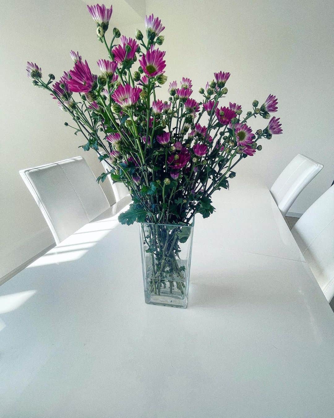 里海のインスタグラム：「「お供えの花」=菊の花のイメージだけが強くなっていますが  菊の花は日本の国花です🇯🇵  菊の花言葉は「高貴」「高尚」「高潔」「真の愛」「生命力」、他にも種類等により様々ありますが、この花言葉からしても、とても縁起の良いのお花です🥰🥰  私はよくおうちに飾ります🥰 昨日に買ったので 菊はとても長持ちするので、しばらくは 綺麗な菊と過ごします😉  今日は建国記念の日ですね🇯🇵  よい祝日を過ごしてください☺️」
