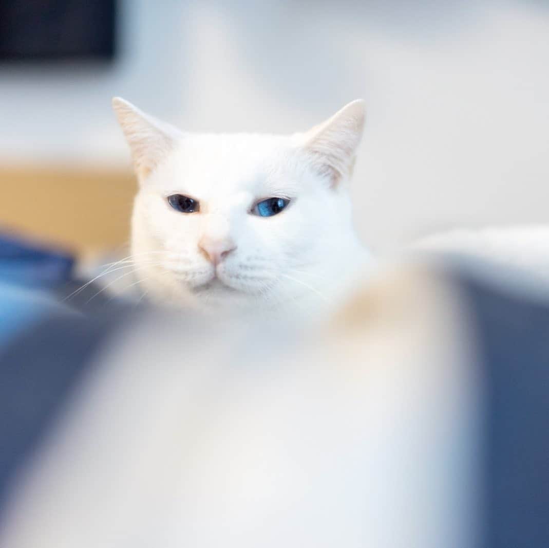プンクマさんのインスタグラム写真 - (プンクマInstagram)「ここは私のベッド。 ジジイにホットカーペット貸してあげるから下で寝れば。 #青彩 #ブルーアイズ #猫 #ねこ #blueeyes #neko #cat #catstagram #catsofinstagram」2月11日 22時20分 - pnkm913