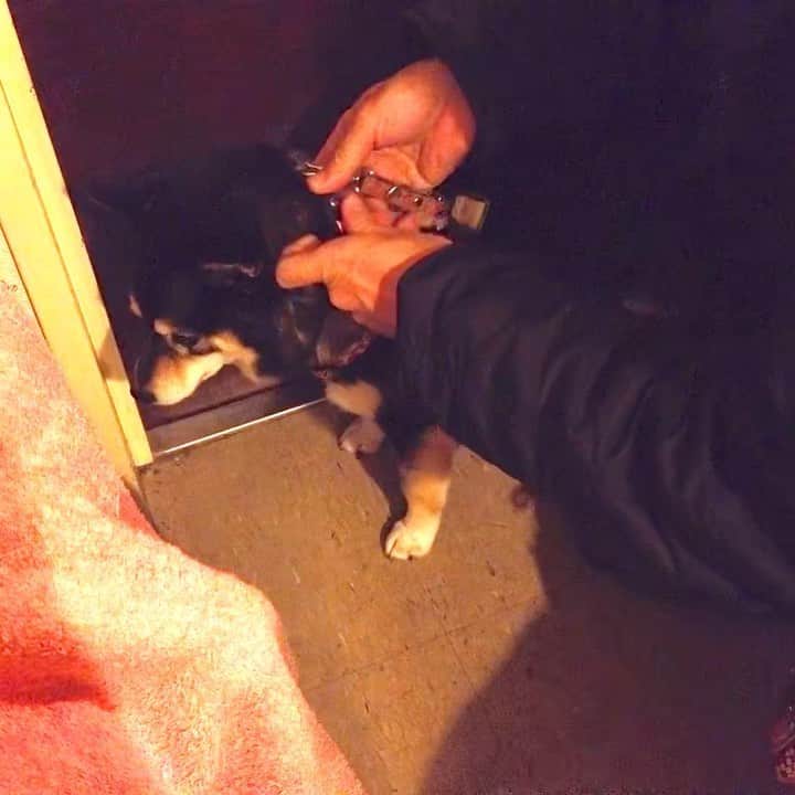 吾子のインスタグラム：「・ ・ セカンドリードのススメ🐶✨💕 ・ 首輪、胴輪、片方だけなら抜ける可能性があるよー🐶💦 ・ 一回抜けるともう覚えちゃうわん🐶💡✨ ・ 首輪と胴輪とリードを繋げると、互いが邪魔をして物理的に絶対抜けません👊🏻 ・ 悲しい事故を防ぎましょうー ・ リードを胴輪に繋ぎ、リードの途中にセカンドリードの一方を、もう一方を首輪に繋いでます🐶💕✨ ・ リード、首輪、胴輪が互いに繋がってるので万が一胴輪が切れた、首輪が切れた❗️💦となっても一方が残ります🐶👊🏻✨ ・ ・ #命を守ろう #念には念を #Sapporo ・ 北海道の柴犬 #柴北会 の皆ワン🐶💕早くみんなで安心してお散歩ができますように🐶👍🏻💕 ・ #adorable #instadog#shibainu#dog#instagramjapan#instashiba#kuroshiba #kuroshiba#socute #cutedog#いぬのきもち #黒柴 #dogstagram_japan」