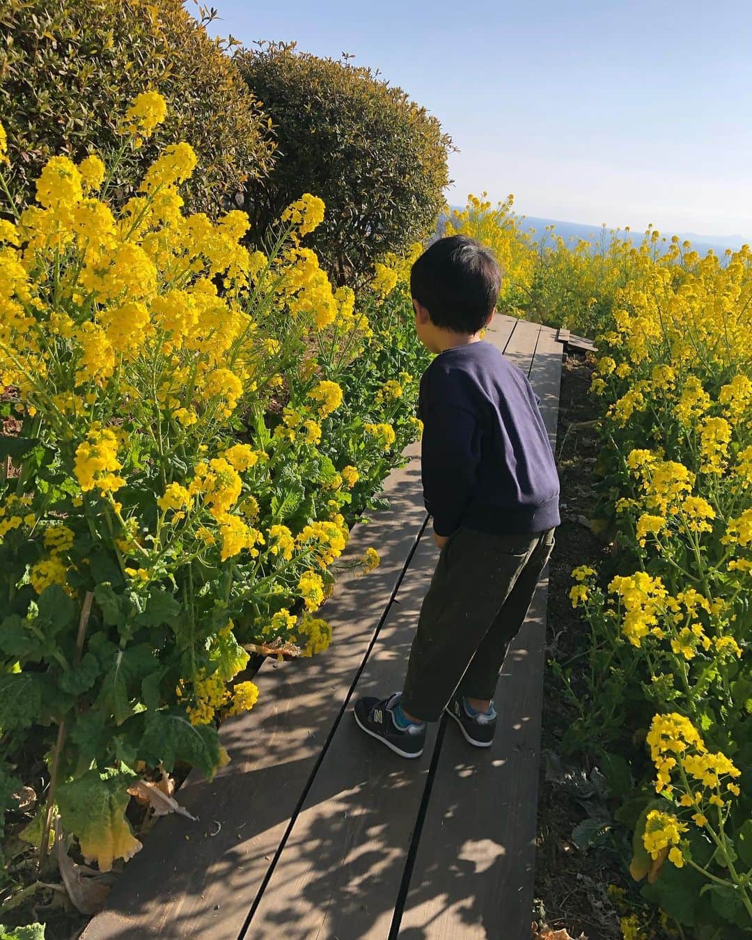 釈由美子さんのインスタグラム写真 - (釈由美子Instagram)「祝日の今日は 息子と二人で、神奈川県内の  二宮町にある吾妻山へハイキングに行ってきました🍙  主人は仕事だったので ワンオペで息子と坂道歩きはきつかったですが  A´ε｀；)ﾟ･ﾟ  週末はまた名古屋にお泊まりドラマロケなので どうしても今日、息子に見せたかった景色があるんです✨👀  富士山🗻もうっすらでしたが ちゃんと拝めました🙏✨  吾妻山は  ちびっこでも、ひぃふぅいいながら お散歩感覚で登れるお手軽な低山で  山頂には広大な芝生広場や ローラー滑り台、大型遊具もあるので  吾妻山公園で丸一日、のんびり過ごせて もう何度も遊びに来ているほど 親子でお気に入りです🥰  一年を通して四季折々の花や自然に囲まれた 癒しスポットですが  なんと言っても！  毎年1月〜2月中旬にかけて見頃を迎える 満開の菜の花畑と相模湾のコラボが圧巻です！！  😂😂😂  相模湾を一望できる360度の大パノラマで 山頂に立った時は思わず歓声をあげてしまうほど  素晴らしい景色が待っています🤩  息子も菜の花の匂いを嗅いだり 鮮やかな黄色に抱かれながら  春の訪れを全身で感じていました☺️✨  お昼におにぎり🍙を頬張りながら しばし、時を忘れてのんびり親子で肩を寄せ合い  春の景色を愛でました。。  #吾妻山 #吾妻山公園 #菜の花畑 #子連れには急階段のない中里口から登るのがおススメです☺️」2月11日 22時44分 - yumikoshaku