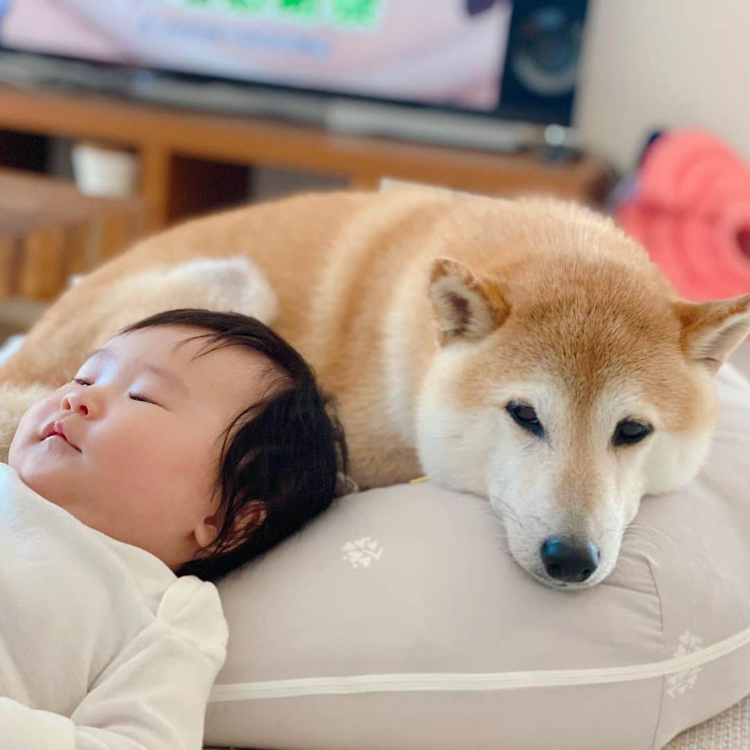 柴犬Mamesuke・Korosuke??大阪さんのインスタグラム写真 - (柴犬Mamesuke・Korosuke??大阪Instagram)「🐱🐻👶🏻 🐾----*----*----*----*🐾 豆ちゃんに母性が芽生えた⁉️ 最近はチャリちゃんにべったりな豆ちゃん❤️ チャリちゃんが泣いたら鼻で頭ヨシヨシ🥰 優しいねー☺️✨ 🐾----*----*----*----*🐾 #MameKoro #豆コロ #柴犬と赤ちゃん #犬と赤ちゃん  #乳児 #チャリちゃん見守り隊 #子守犬 #豆柴 #柴犬 #赤柴 #豆介 #コロ介 #shibagram #shibastagram #shibainu #shiba #🐕📷」2月11日 22時51分 - mame_suke_i