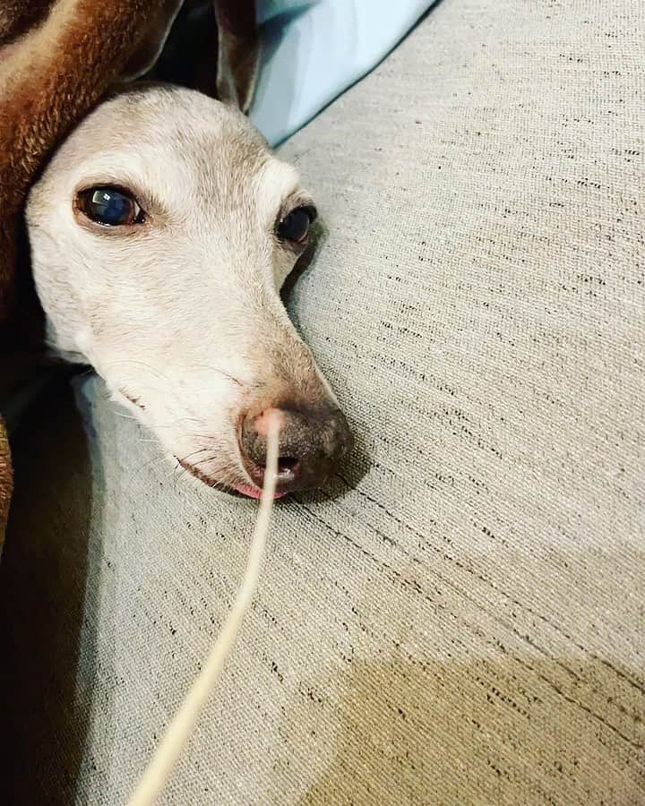 伊達悠太のインスタグラム：「たまには僕の遊び相手になってくれるヒナト(^^) 犬も、こよりはこちょばいんだね笑笑  #伊達悠太 #イタリアングレーハウンド #イタグレ #家族」