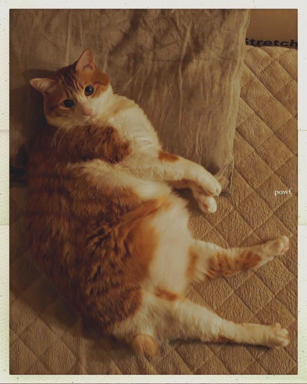 anemone_69のインスタグラム：「. #ハカセとキョウジュ #茶トラ白 #茶白 #cat #猫 #保護猫 . . .」