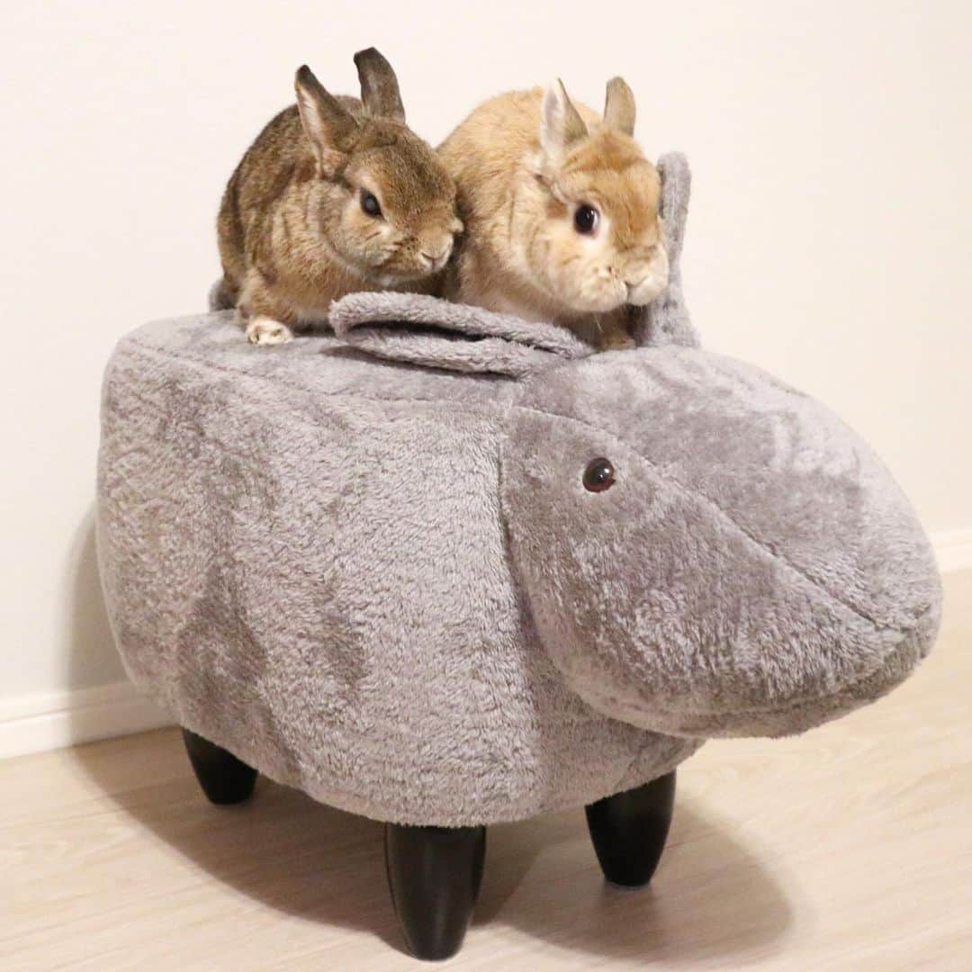 のインスタグラム：「* 🐰🎀「だ、、だれよコイツー？！」  我が家にカバ🦛なのかネズミ🐀なのか分からない物が…！  白いウサギのオットマンを注文したら 業者の手違いでこれが届き大ショック💦 (一応グレーのうさぎ🐰) そしたら白も送るけどグレーも差し上げますと言われ！ しかし白は在庫切れだったそうで💨 結果、キャンセル対応してくれる事と "そちらは差し上げます"、と。 、、、そんなことってある？！😂 うちはベージュや茶系のリビングなので浮いてるけど🦛 まあ、、タダならいっか？  という事でわが家に謎の生き物の脚置きが来ました笑🐘」