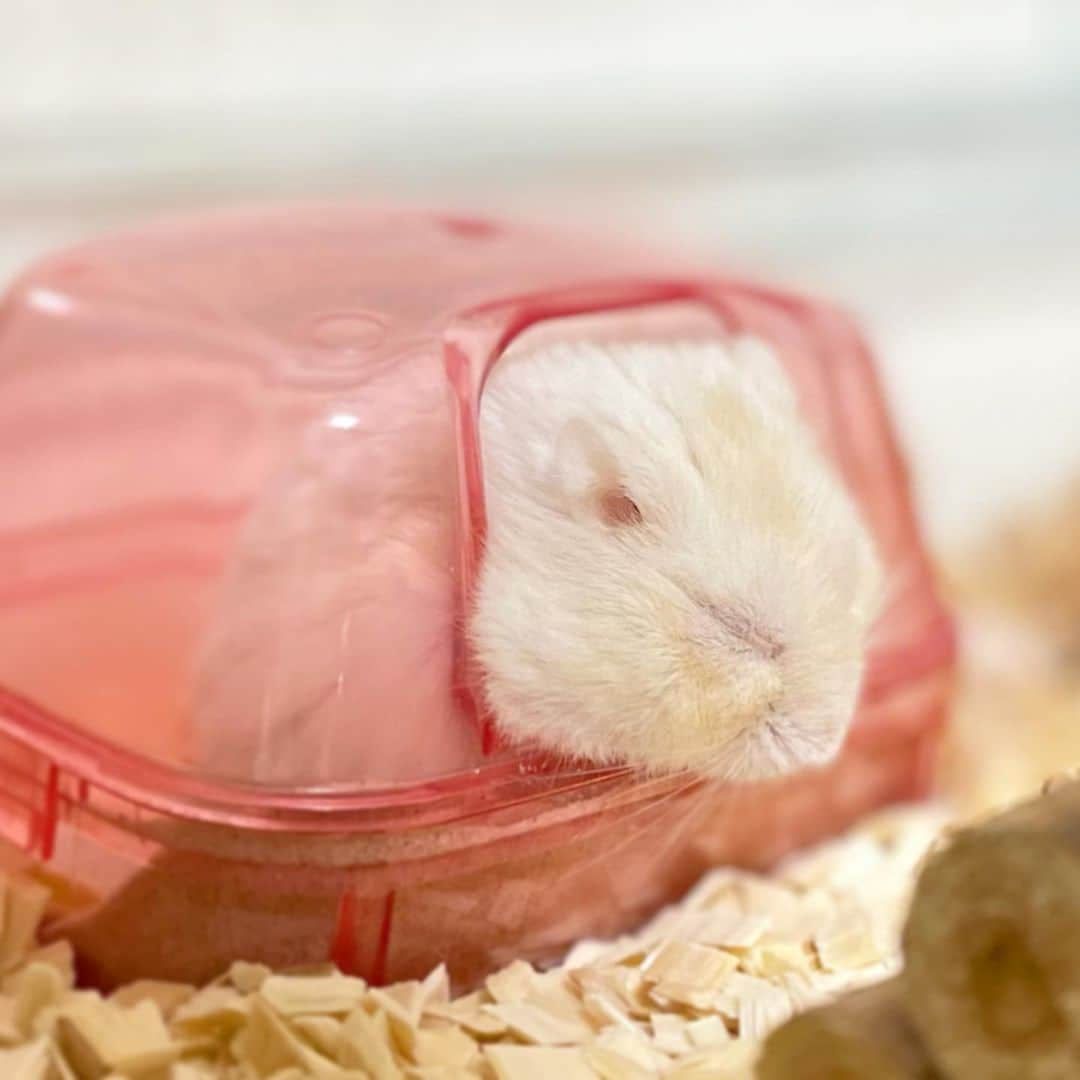 hamster_mocoのインスタグラム