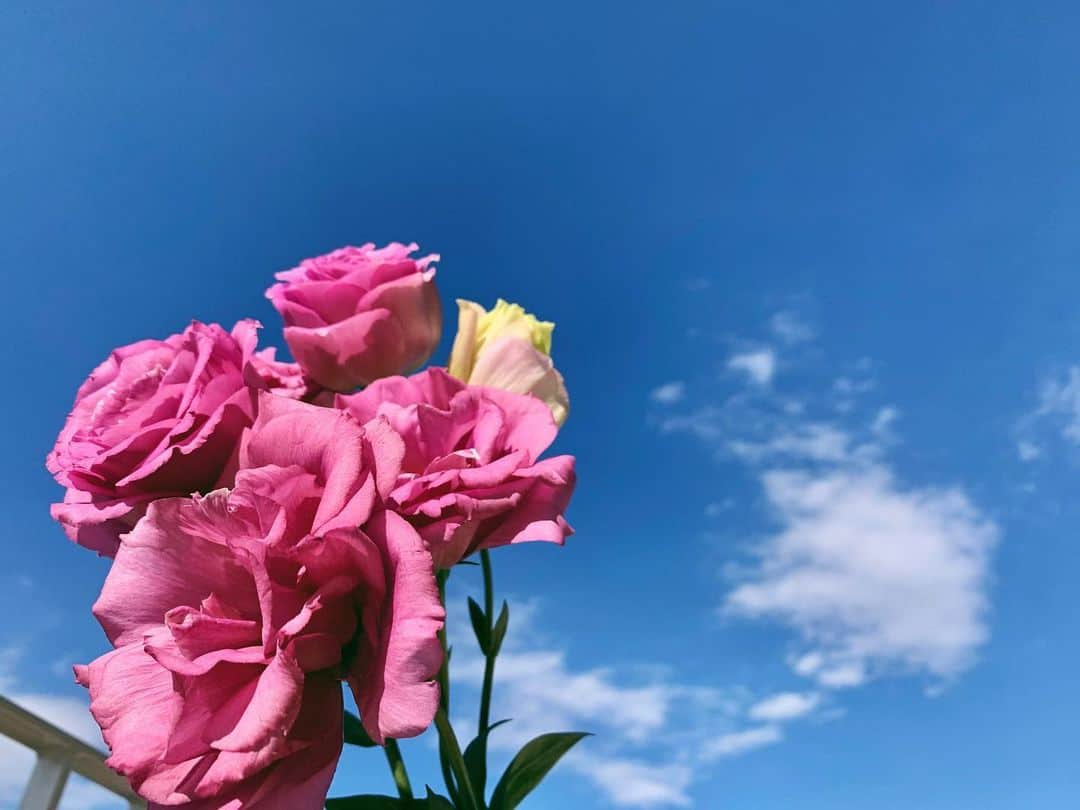 中田陽菜子のインスタグラム：「🪆🙏🏻🌸」