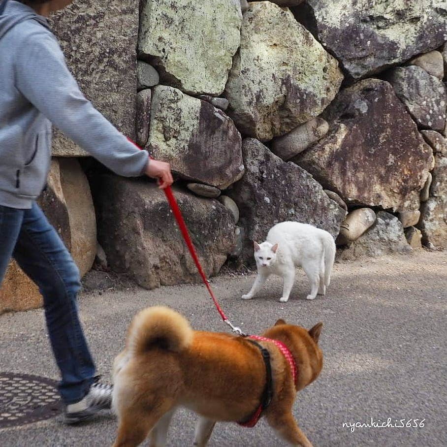 路地裏のにゃん吉のインスタグラム：「やんにょかグラー😾  #生き抜け野良猫 ブルっち #แมว #고양이 #igersjp#のらねこ部#猫#ねこすたぐらむ#ねこ部#straycat #にゃんすたぐらむ#みんねこ #cats#ファインダー越しの私の世界 #catsofinstagram#catgag #gatto#catloversclub#ペコねこ部#ピクネコ #東京カメラ部#icu_japan#team_jp_西 #고양이#nekoclub #catstagram#広がり同盟 #bestcatclub #gallery_legit #kawaii#love_bestjapan #meow」