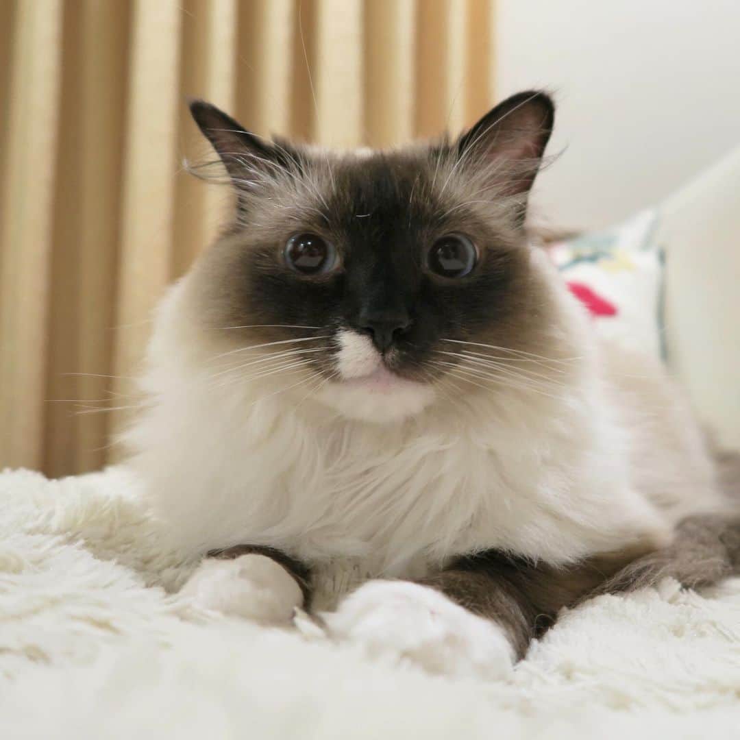 takegaeruのインスタグラム：「ランの微笑みマズル 癒しです( ^ω^ )  おやすみにゃさい♬ #goodnight #cat #猫 #ragdoll #ラグドール #ホワイトポッチーズ」