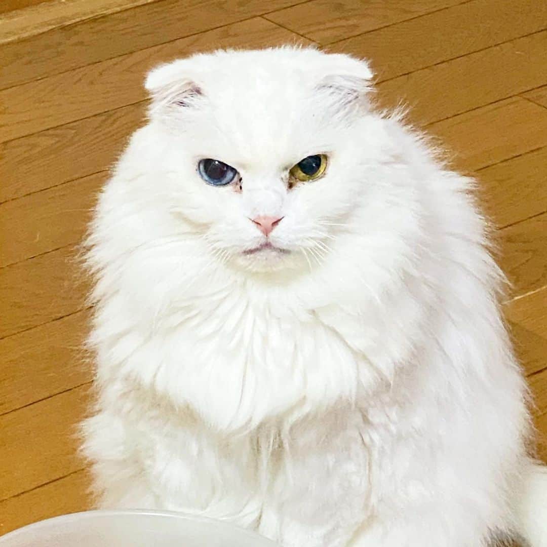 nemuru_catのインスタグラム：「#クラリス  ちゅーる食べたガール💗 * #ねこ部#cat#cats#neko#猫#catsofinstagram#bestmeow#catlover#ふわもこ部#白猫#スコティッシュフォールド#scottishfold#オッドアイ#oddeye」
