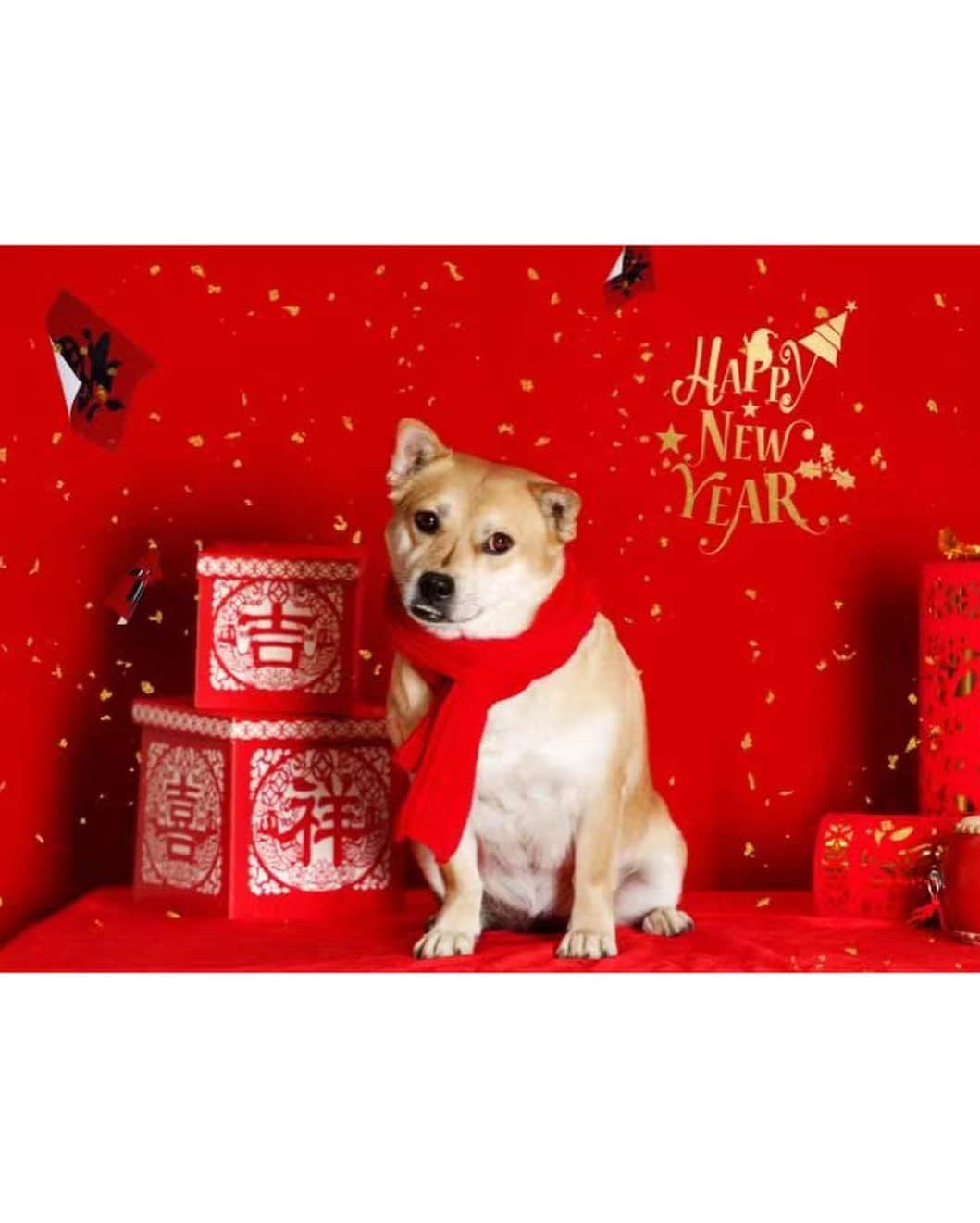 ジョー・チェン（Joe Chen）さんのインスタグラム写真 - (ジョー・チェン（Joe Chen）Instagram)「🧨🧨🧨🐶❤️ 新年好 福醬來拜年啦😁 ～～～～～  #中華田園犬  #牛年行大運」2月11日 14時54分 - iam_joechen