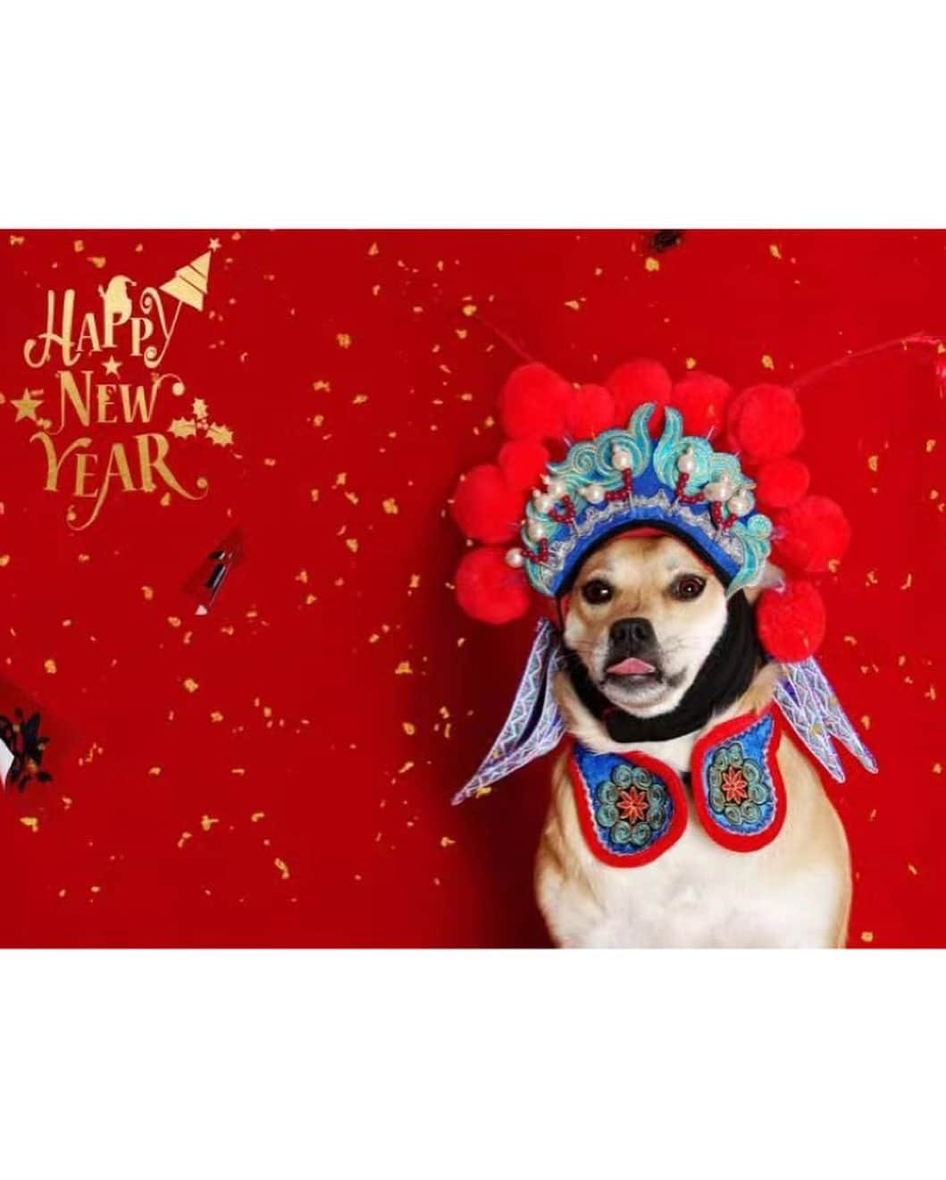 ジョー・チェン（Joe Chen）さんのインスタグラム写真 - (ジョー・チェン（Joe Chen）Instagram)「🧨🧨🧨🐶❤️ 新年好 福醬來拜年啦😁 ～～～～～  #中華田園犬  #牛年行大運」2月11日 14時54分 - iam_joechen