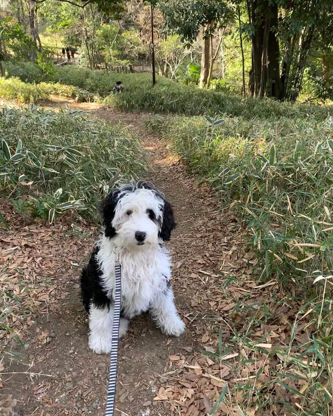 のインスタグラム：「ダリ@有栖川公園。 #シュナプー#シュヌードル #schnoodle #puppy」