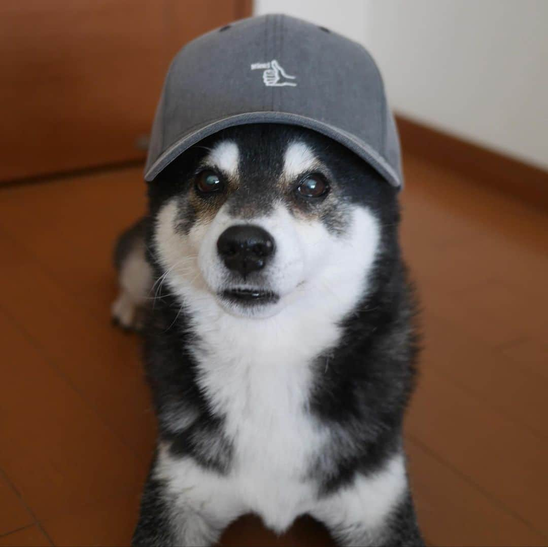 くろさんのインスタグラム写真 - (くろInstagram)「#🧢  #cap #beams #nice #peace #kuroshiba #blackshiba #shibainu #shibadog #shibastagram #instadog #黒柴 #柴犬 #わんこ #イッヌ #モデル犬 #オファーお待ちしております」2月11日 15時05分 - m6bmw