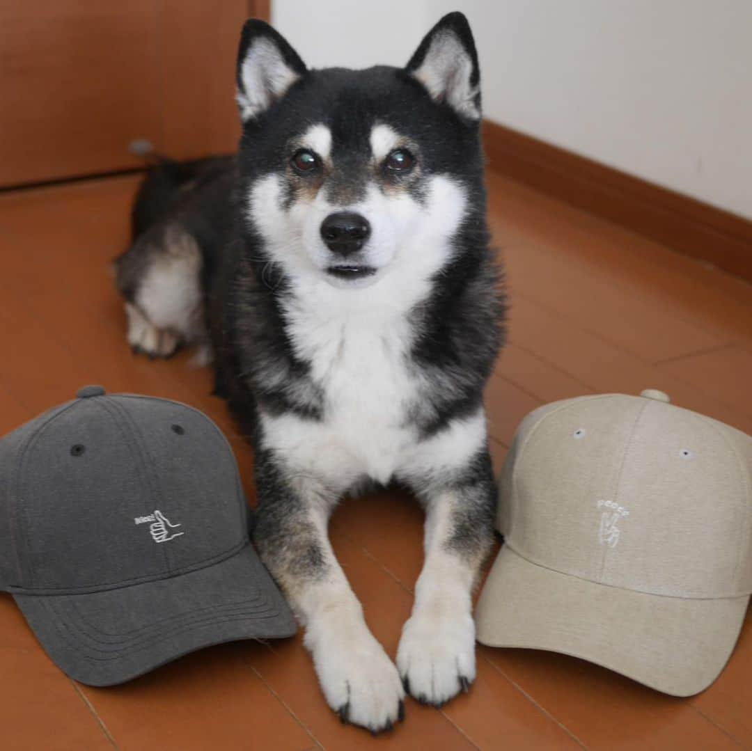 くろさんのインスタグラム写真 - (くろInstagram)「#🧢  #cap #beams #nice #peace #kuroshiba #blackshiba #shibainu #shibadog #shibastagram #instadog #黒柴 #柴犬 #わんこ #イッヌ #モデル犬 #オファーお待ちしております」2月11日 15時05分 - m6bmw