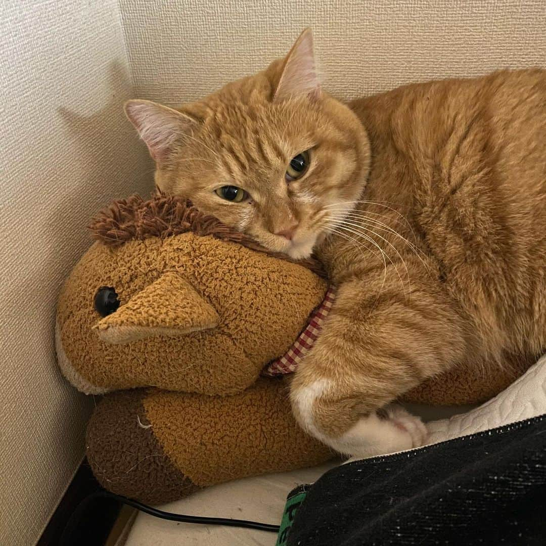 金巻ともこのインスタグラム：「まきばちゃんとチャイ #まきばちゃん #hakuchai #tabby #orangetabby #cat #猫 #茶トラ男子部 #catstagram」