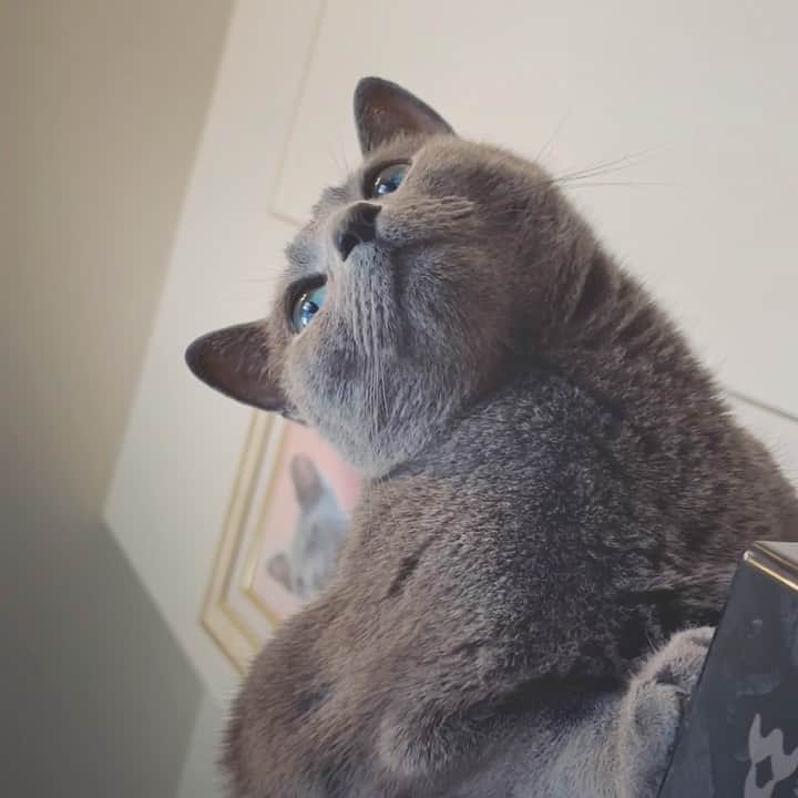 のインスタグラム：「休日のあずみ😽😽😽 . #azumi #holiday  #オチなしムービー  .  #catvideo #猫動画  #cat #russianblue #猫 #ねこ #ロシアンブルー #chat  #gato #greycat  #greeneyes #emeraldeyes #ふわもこ部 #にゃんすたぐらむ  #みんねこ  #INSTACAT_MEOWS #catstocker #meowsandwoofs #excellent_cats #meowvswoof  #TopCatPhoto  #cutepetclub #IgAnimal_Snaps #cat_features #bestmeow #petoftoday」