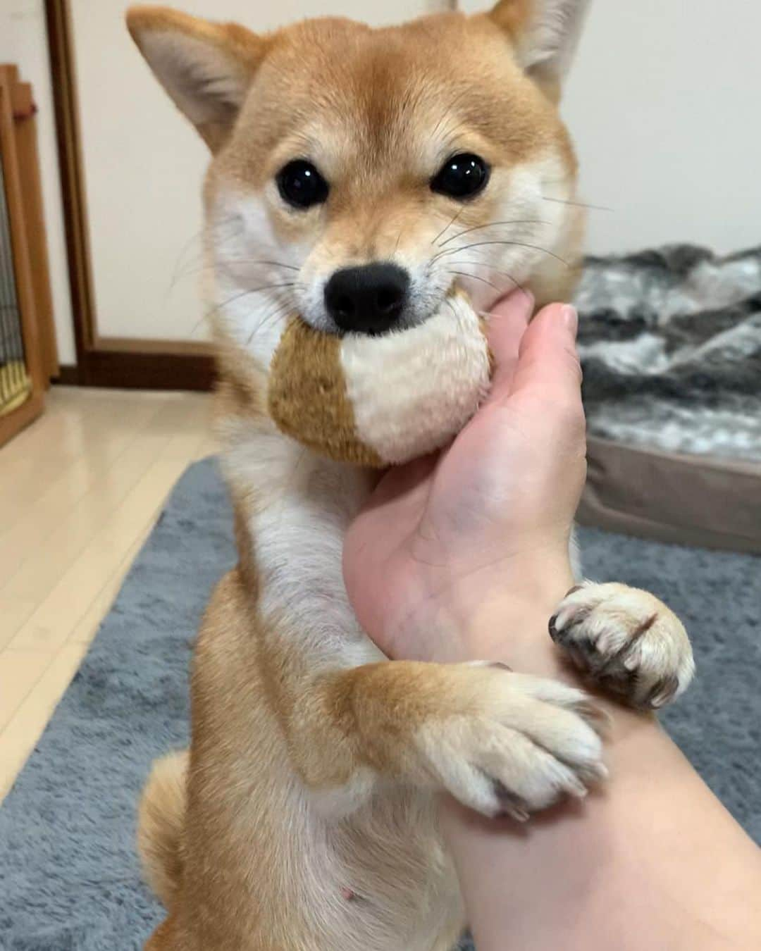 豆柴 サニーちゃんさんのインスタグラム写真 - (豆柴 サニーちゃんInstagram)「. . HELLO〜こんにちわん🐶🎾🎶 . 🐶ままのおてて ぎゅーするでちゅ🐾 . . ボールもぴこぴこしたいし 私の手もぎゅーってしたい 忙しいラムちゃん☺️ . . #ぴこぴこボール大好き #咥えたまま #ぎゅー #遊んで欲しい #白目がちらり #咥えた口がかわいい . #柴犬#豆柴 #赤柴#豆柴子犬#まめしば#いぬのきもち #サンデイ#サンデイいぬ組#anicas#shiba_snap #shibainu#shiba#mameshiba#shibastagram #9gag#9gagpets#weeklyfluff #豆柴サニーちゃん#豆柴ラムちゃん #さにらむ#さにらむ2021」2月11日 15時10分 - sunny_rei_32