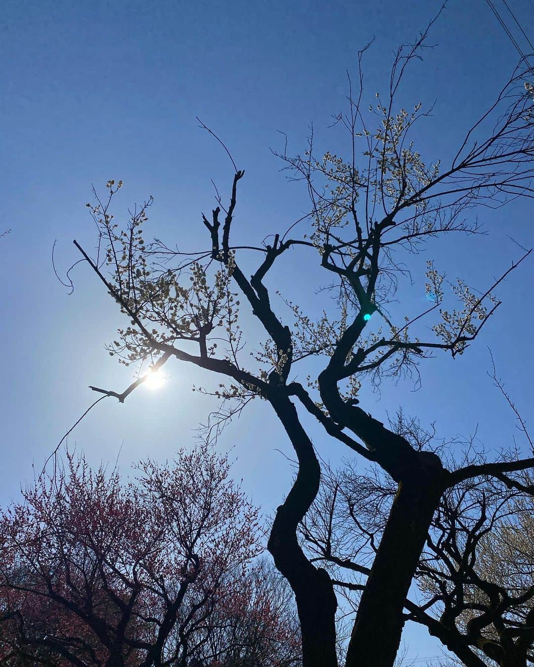 徳永有美さんのインスタグラム写真 - (徳永有美Instagram)「お弁当を持って公園へ。 梅の花が見事に咲いていました。 暖かい陽気で、休日で。子供の笑い声も聞こえて。 人々の表情も軽やかでした。  今日もあしたも明後日も。 与えられた場所でベストを。  #甘えながら #休みながら #追い込みすぎないように #久しぶりにバトミントン #やったよ #下手だったよ」2月11日 15時14分 - yumi_tokunaga.official