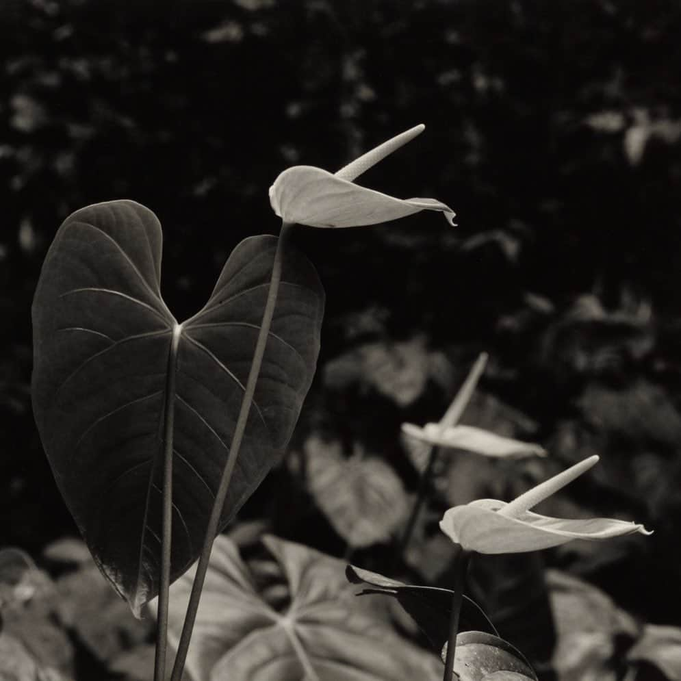 Meganさんのインスタグラム写真 - (MeganInstagram)「Robert Mapplethorpe 〰 Puerto Rico, 1981. 🌿 . . . . #robertmapplethorpe #stilllife #peurtorico」2月11日 15時22分 - zanzan_domus