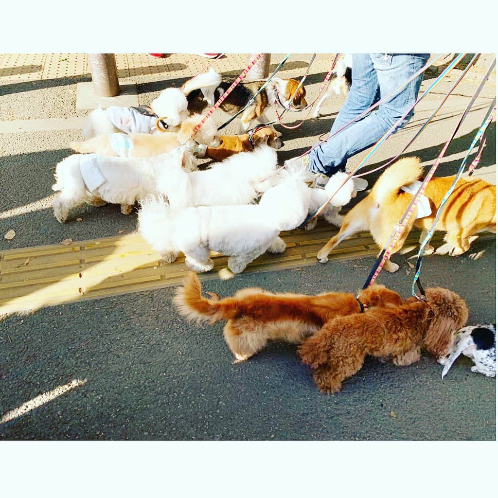 七瀬遥のインスタグラム：「こんなたくさん🐕🐩🦮🐕‍🦺 みんなで仲良くお散歩💛 可愛い〜😍 癒されました💕☺️☺️☺️💕  #いいお天気#わんちゃん#モコモコ#お散歩#犬#ほっこり#癒し#cute#happy #fun#good#friend#happy#love#happiness#good#smile#tokyo#japan」