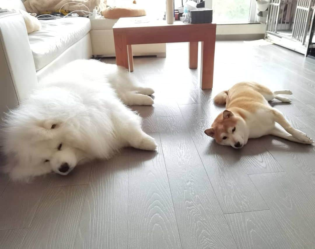 Alex Toのインスタグラム：「😪😪😪 #cute #dog #doglover #dogsofinstagram #dogoftheday #dogofthedayjp #dogstagram #fluffy #hkig #hongkong #ilovemydog #instadog #instagood #instamood #instagraphy #shibainu #samoyedoninstagram #pet #petlovers #petsofinstagram #petstagram #photooftheday #puppy #pupsofinstagram #samoyed #samoyedsofinstagram #webstagram #犬 #サモエド」