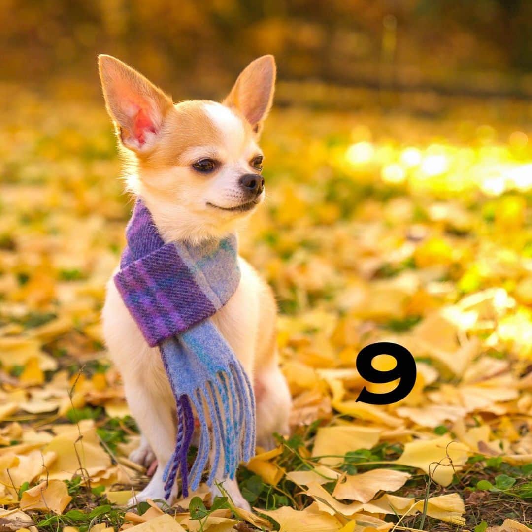 Kiyoさんのインスタグラム写真 - (KiyoInstagram)「♔ Tama ♔ @yukiemukai クッキーちゃんの 18歳のお誕生日まであと9日です クッキーちゃん頑張れ〜✨💪🏻 ♔ #puppy#puppies#puppiesofinstagram#dog#dogs#dogsofinstagram#dogstagram#doglover#dogsofinstaworld#dog_features#instadog#instagramdogs#ilovemydog#chihuahua#chihuahuasofinstagram#chihuahualove#chihuahualife#dogsofbark#weeklyfluff#barked#animalsco#IGersJP#instagramjapan#todayswanko#pecoいぬ部#チワワ部#チワワ#スムチー#クッキー親分応援団 ♔」2月11日 15時54分 - toratama