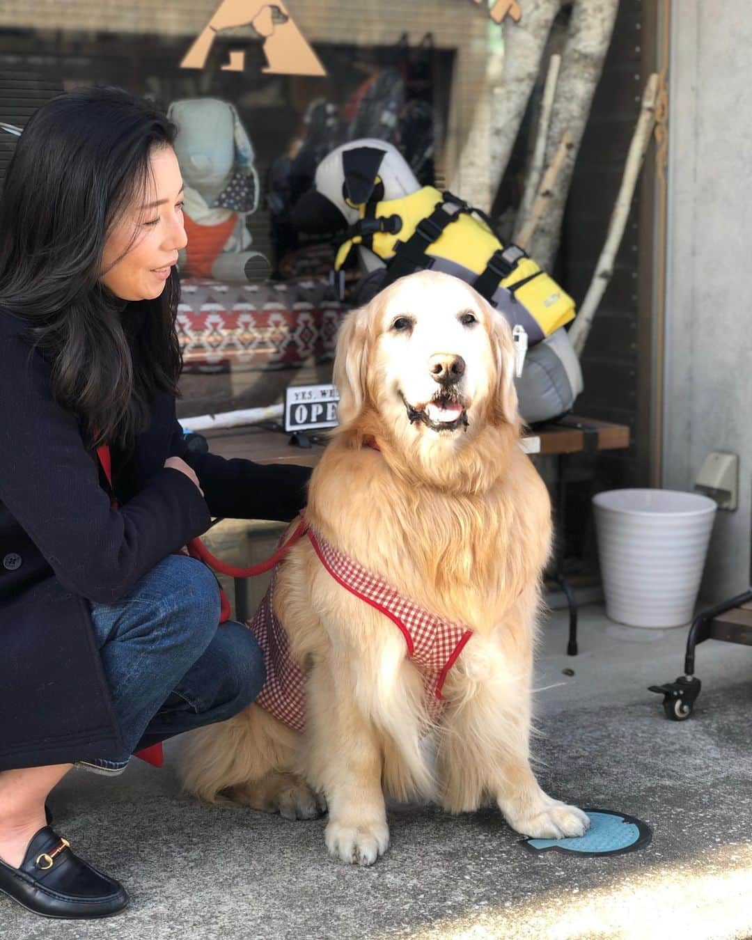 高橋ひとみさんのインスタグラム写真 - (高橋ひとみInstagram)「ももえがお散歩で滑らないように、後脚に履く靴を購入しました😊」2月11日 16時03分 - hitomi_momoe