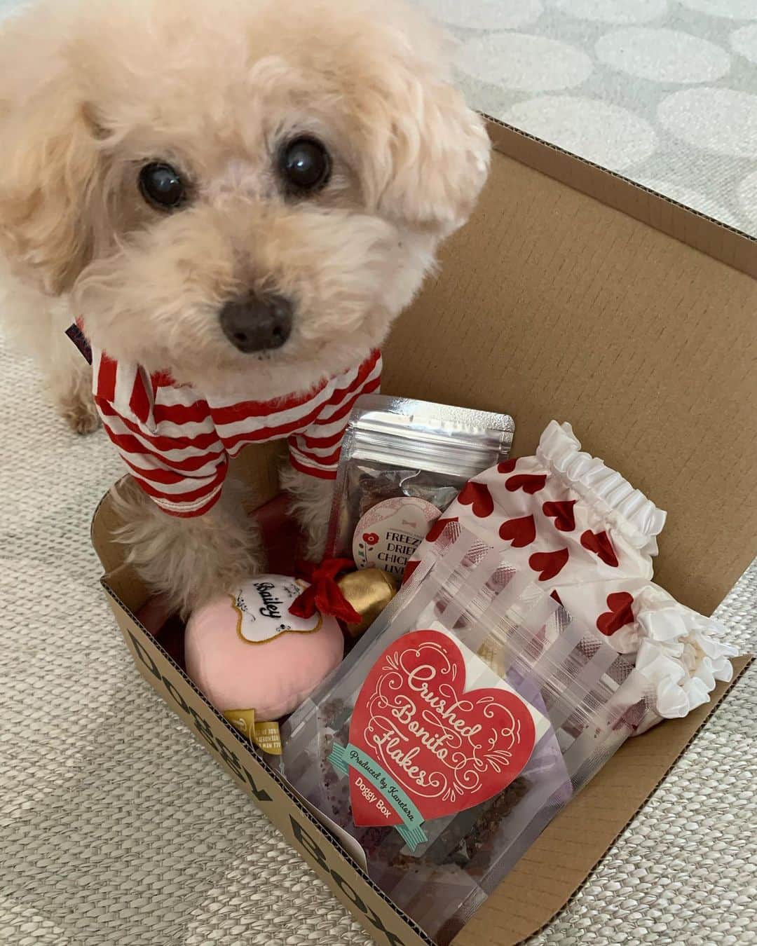 Maruさんのインスタグラム写真 - (MaruInstagram)「🍫 2月のドキボが届きました。楽しくて、美味しいって知っているから、2枚目はペロリンチョしちゃった♪ . おもちゃは 香水とおパンツ  おパンツがkawaii❤  おやつはね… フリーズドライ 鶏レバー 減塩かつおふりかけ 雑穀ポンせん ビーフ味 だった！ あとは、歯磨きサプリも入っていました。 盛りだくさんで 楽しいボックスだよね！ @doggybox_jp   #ドギーボックス #ドギボ  #pr  #dog #ilovemydog #toypoodle#dogstagram  #instadog #トイプードル#癒し犬#トイプー#今日のわんこ#幸せお届け隊#ふわもこ部 #穏やかな暮らし」2月11日 16時15分 - akiyomaru