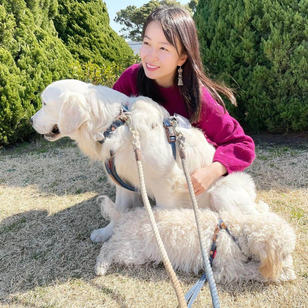 岩間恵さんのインスタグラム写真 - (岩間恵Instagram)「可愛いわんこと触れ合い🐶💓  いつもインスタ見て可愛いなぁと思っていた むうさん&めるくんと遊ばせてもらいました💓  もう可愛すぎてめろめろ... また絶対遊ぶ...🤤❤️ @muuuuuu72   夫の作ったサイト @eternal_._family で こんな出会いもあって、とても嬉しいです😆💓」2月11日 16時51分 - iwamame